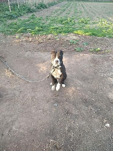 аргентинский дог: Амстафф, Более 5 лет, Самец — 3