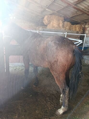 в добрые руки собаку: Продаю | Жеребец — 6