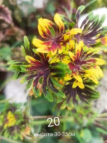 семечка оптом: Черенки цветка — 9