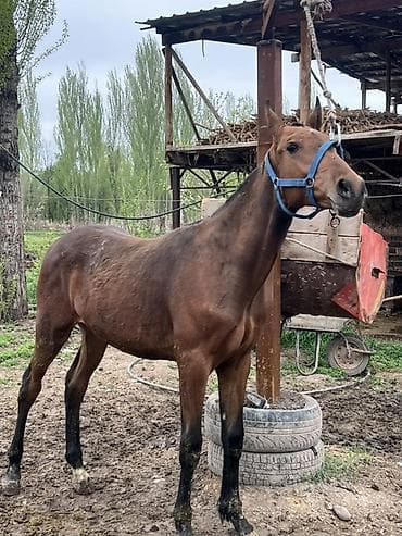 Продаю | Жеребенок | Английская at lalafo.kg Продаю | Жеребенок | Английская