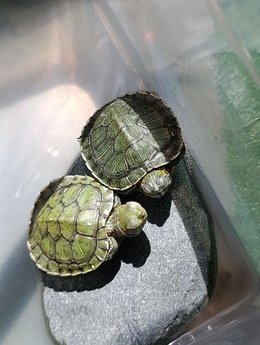 черепашки маленькие купить: Молодые красноухие черепашки (Trachemys scripta elegans), 150 за шт. в — 5