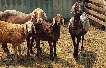 уй музо: Продаю | Овца (самка), Ягненок, Баран (самец) | Арашан | Для разведения | Племенные, Осеменитель, Матка — 2