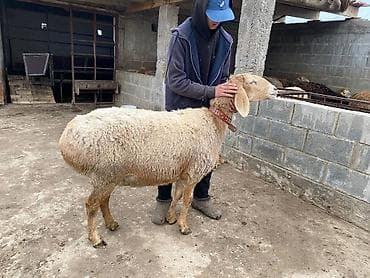 Продаю | Баран (самец) | Арашан | Для разведения | Матка at lalafo.kg Продаю | Баран (самец) | Арашан | Для разведения | Матка
