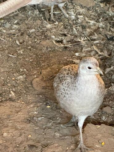 фазан кеклик: Фазаны — 2