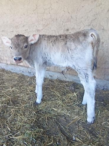 продаю куриц: Продаю | Музоо, торпок | На откорм | Искусственник — 6