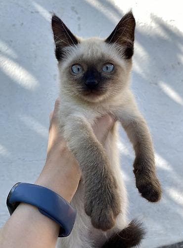 сөөл жан: В ОЧЕНЬ добрые руки отдаю 4 девочек котяток. Возраст 3 месяца — 3