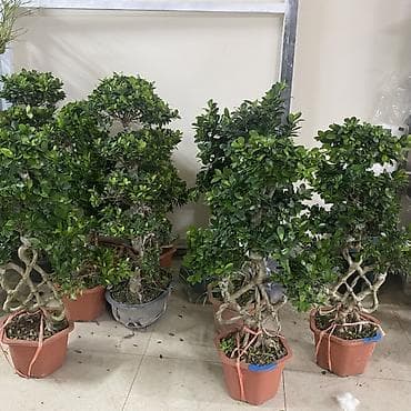 бонсаи: Фикус микрокарпа (Ginseng) в декоративных горшках - Формовка стволов — 3