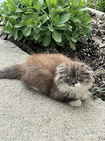 даром кошки: Пушистый комочек ищет добрые руки . Девочка смешанная порода сибирской — 4