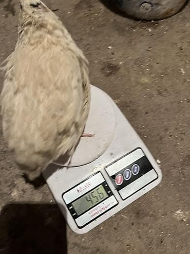 гесарские бараны: Продается инкубационные яйца перепелок. Порода - Техас утяжеленный. 8 — 4