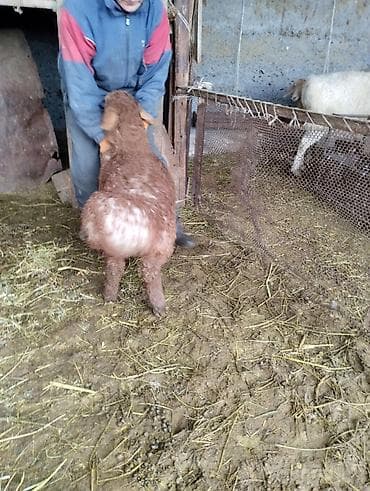 Аквариумдар: Сатам | Козу | Союуга | Асыл тукумдуу — 1