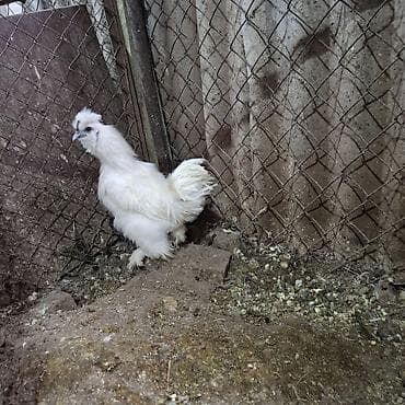 китайские шелковые куры: Продаю | Куры | Для разведения — 4