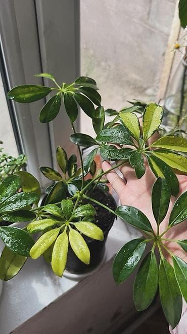 шеффлера: Шеффлера вариегатная (Schefflera arboricola) в горшке. - Декоративные — 2
