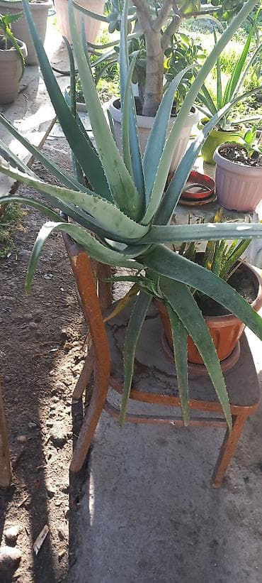 Алоэ (Aloe vera) в горшке - Крупное взрослое растение с мощной at lalafo.kg Алоэ (Aloe vera) в горшке - Крупное взрослое растение с мощной