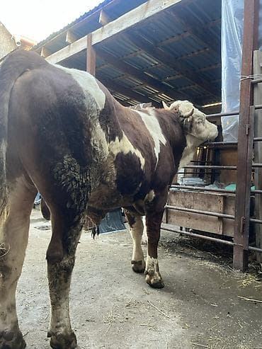 быки породистые: Продаю | Бык (самец) | Симментальская | Для разведения | Осеменитель — 2