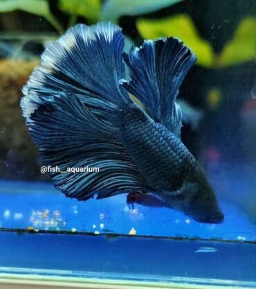 стерилизация кошек цена бишкек: Рыбки петушки Самцы Дамбо и другие цены разные Могут жить без — 8