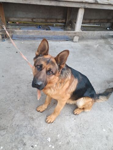 где продают собак: Немецкая овчарка, классический окрас чепрачный (черный с рыже-рыжим — 2