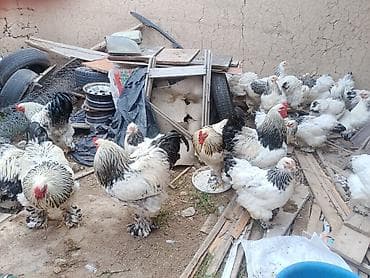 комбикорм для кур: Продаю | Куры | Брама | Для разведения — 4