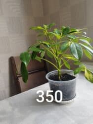 мантышницы бишкек: Антуриум,светлое место,любит увлажнение,опрыскивать,не допускать — 6