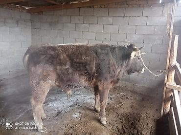 сколько стоит вислоухие кошки: Продаю | Бык (самец) | Полукровка | На откорм | Привязанные — 4