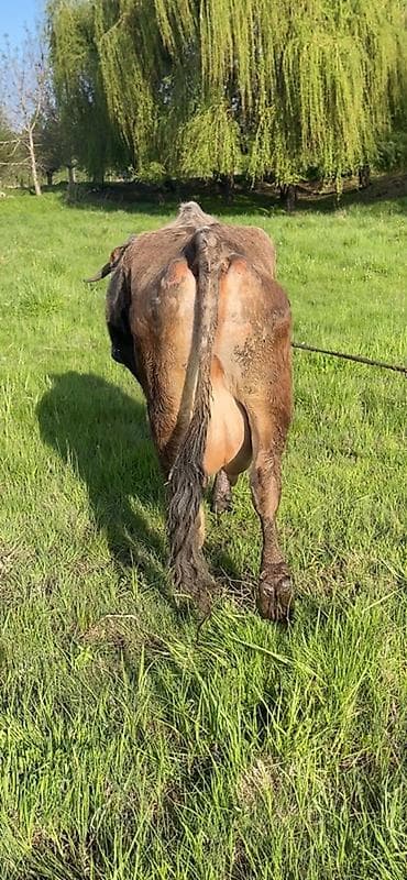 молочная карова: Продаю | Корова (самка) | Алатауская | Для молока | Привязанные — 2