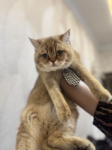 Британская короткошёрстная, 5 месяцев, Мальчик, Золотая шиншилла, С документами, Приучена к лотку, Проглистована