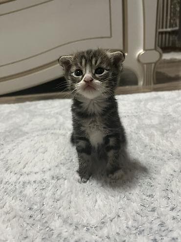 Мышыктар: Котёнок веслоухий крупными глазами. Окрас табби: тёмно‑серые полосы на — 2