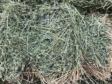 сухое молоко для животных: Продаю тюки плодные метровые есть доставка чоп сатылат Сено в тюках — 4