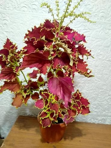 Женское счастье (Спатифиллюм): Колеус (декоративно-лиственное комнатное растение) в горшке. - Сорт с — 1