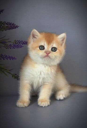 порода кошек вислоухая: Британская короткошёрстная, 8 месяцев, Мальчик, Золотая шиншилла, С прививками — 2