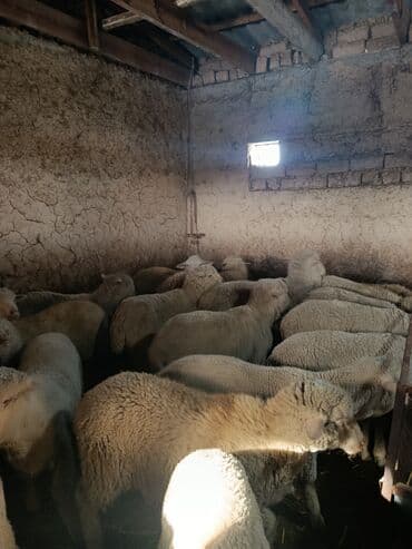 купить улиток в аквариум: Продаю | Ягненок | Меринос | На забой, Для разведения, Для шерсти | Осеменитель — 5