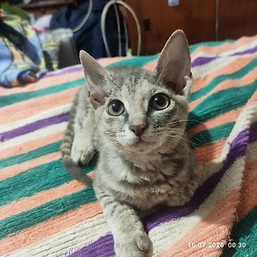 Животные: Донской сфинкс, 2 месяца, Девочка, Приучена к лотку — 4