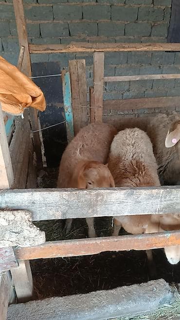 Лошади, кони: Продаю | Овца (самка) | Для разведения — 2