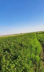 долгосрочная аренда домов арча бешик: 100 соток, Для сельского хозяйства, Красная книга — 2