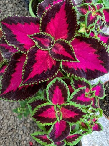 электроинструменты интернет магазин: Колеусы есть в стаканчиках и большие — 6