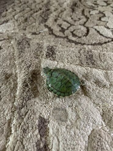 Кошки: Красноухие водные черепашки-малыши 500 сом за петерых а один 100 сом - — 4