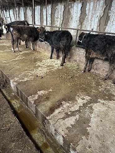 Продаю | Бык (самец) | Ангус | Для разведения