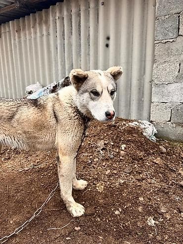 тайган кучуктор: Щенок алабая 6 месяцев 
- Пол:самка — 2