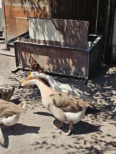 клетка для кур: Продам 3 гусей и яйца 31шт — 2