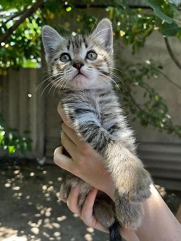кошка котёнок: Котёнок, полосато-белый окрас (серебристый табби с белыми лапками и — 3