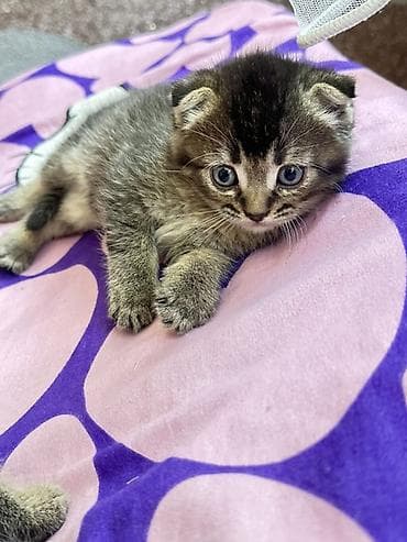 скот лошади: Шотландские вислоухие котята (Scottish Fold) мальчик - Окрас — 3