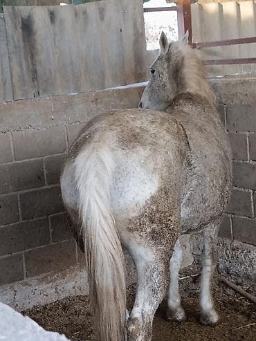 сова живая: Продаю | Кобыла (самка) — 3