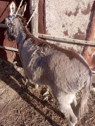 домик для кроликов: Осёл серый, компактного роста. На фото видно: - Крепкое телосложение — 3