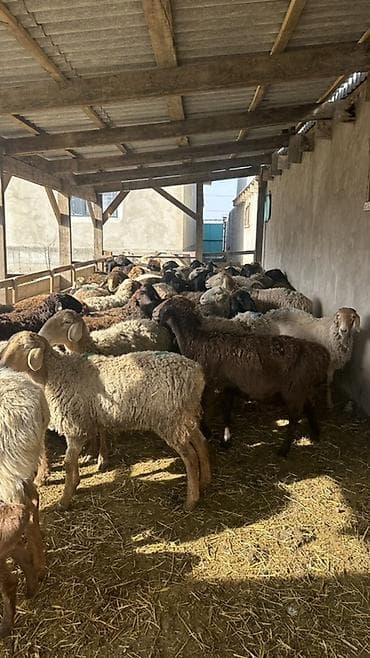 продаю тюк: Продаю | Овца (самка) | Полукровка | Для разведения | Матка — 2