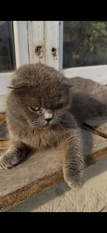 black cat: Шотландская вислоухая кошка (Scottish Fold), окрас — сплошной серый — 3