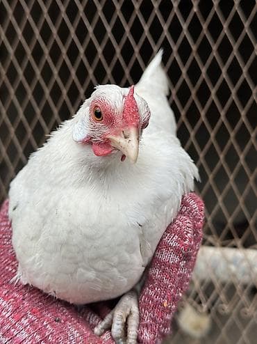 Продаю | Петух, Куры