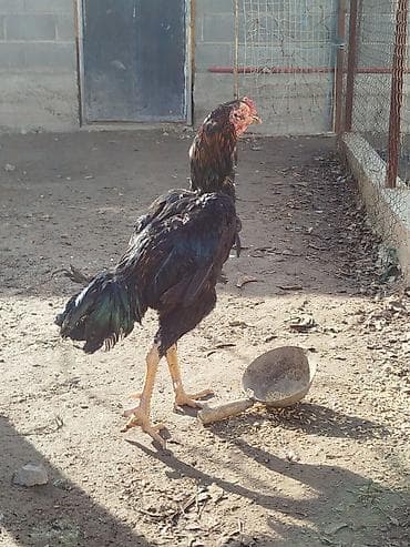 ковчег приют для животных бишкек: Дакан тулок короз сатылат активный алмашу жолдору бар адрес Заря — 5