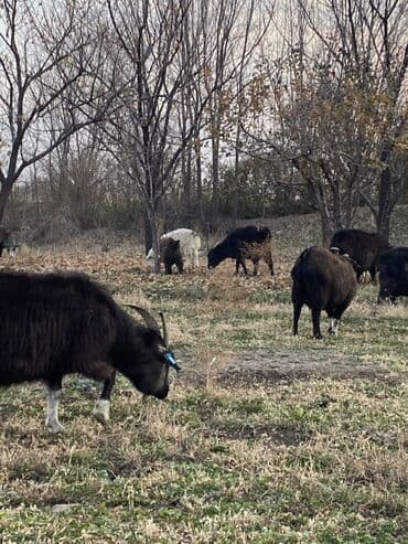 продажа щенков немецкой овчарки в бишкеке с документами: Продаю | Коза (самка), Козлёнок — 2