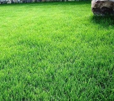 декоративный газон: Газон! Газон! Газон! Газон не только модный, но и очень практичный, а — 1