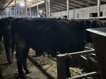коровы молочной породы купить: Продаю | Бык (самец) | Для разведения | Привязанные — 2