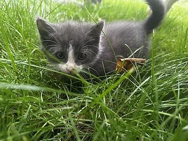 купить кот гол: Котята, помёт из трёх малышей: - Серый однотонный — пушистый, с — 4